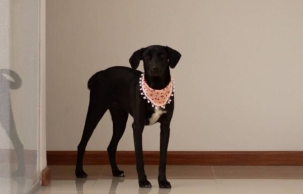 Categoría Galería clasificados anuncios3