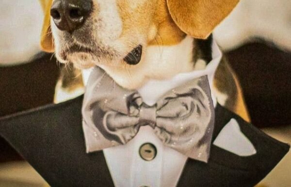 Categoría Galería clasificados anuncios3