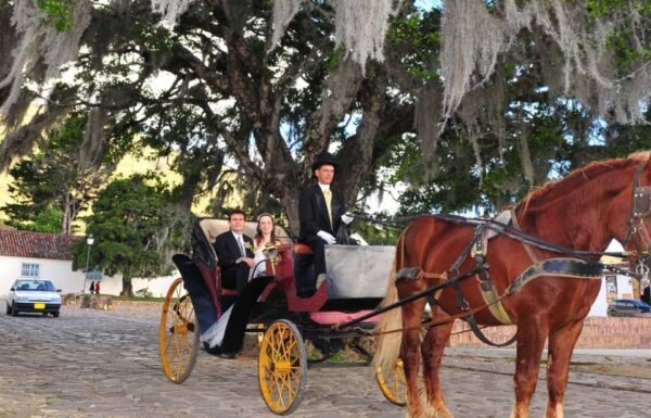 Focus Toloza Company