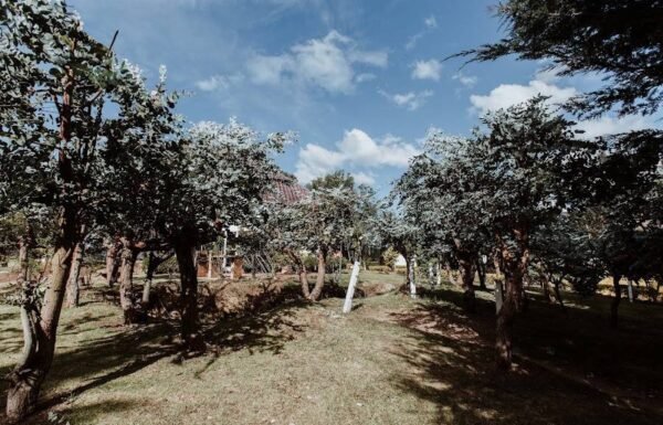 Categoría Galería clasificados Eventoco