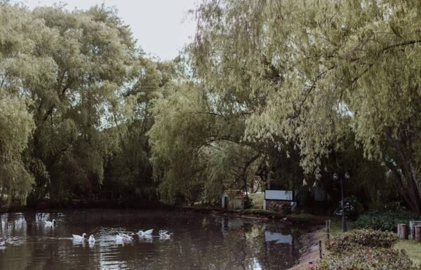 Categoría Galería clasificados Eventoco