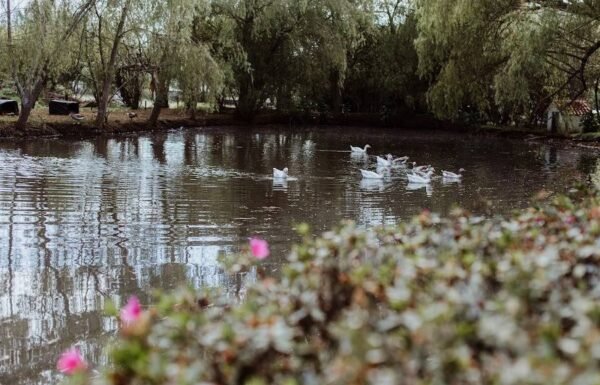 Categoría Galería clasificados Eventoco