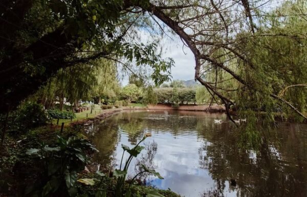 Categoría Galería clasificados Eventoco