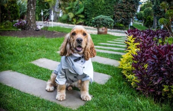 Categoría Galería clasificados Eventoco