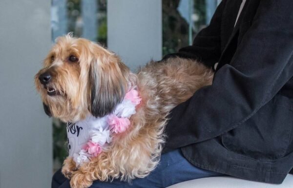 Categoría Galería clasificados Eventoco