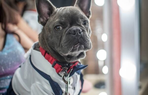 Categoría Galería clasificados Eventoco