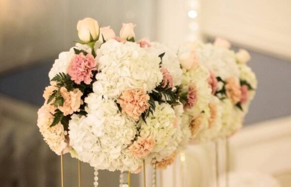 Categoría Galería clasificados Eventoco