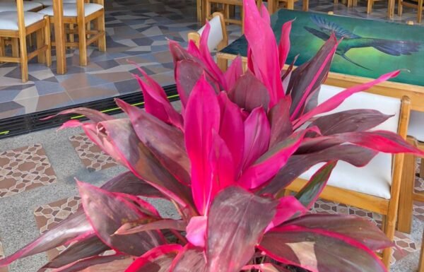 Categoría Galería clasificados anuncios