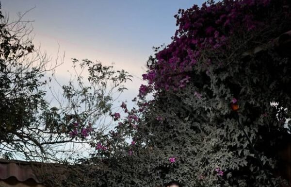 Categoría Galería clasificados Eventoco